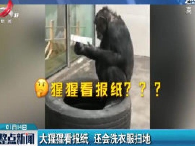 陕西西安：大猩猩看报纸 还会洗衣服扫地