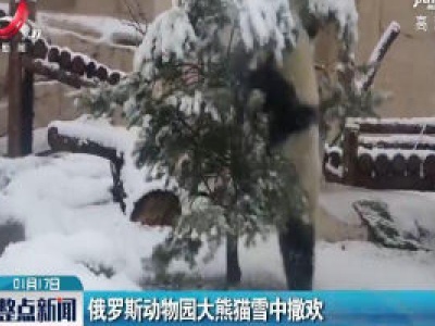 俄罗斯动物园大熊猫雪中撒欢