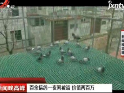 陕西西安：百余信鸽一夜间被盗 价值两百万