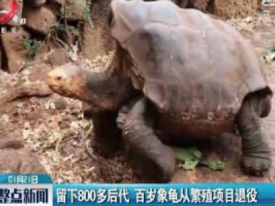 留下800多后代 百岁象龟从繁殖项目退役