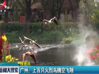 广州：上百只火烈鸟腾空飞翔