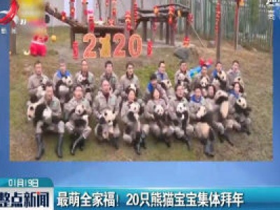 四川汶川：最萌全家福！20只熊猫宝宝集体拜年