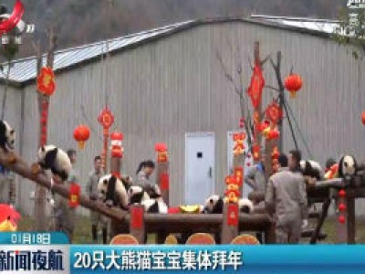 20只大熊猫宝宝集体拜年