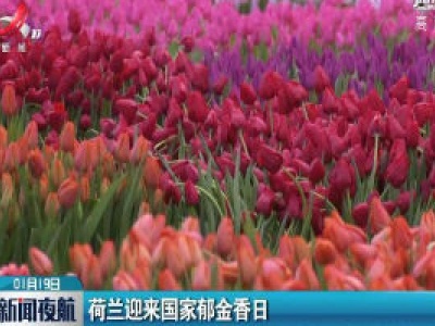 荷兰迎来国家郁金香日