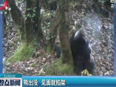 云南：熊出没 见面就掐架
