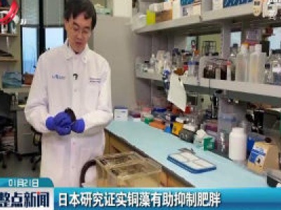 日本研究证实铜藻有助抑制肥胖