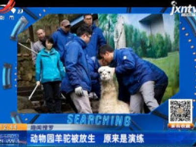 【趣闻搜罗】杭州：动物园羊驼被放生 原来是演练