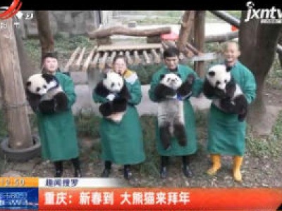 【趣闻搜罗】重庆：新春到 大熊猫来拜年