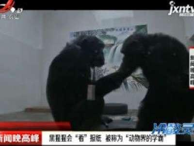 西安：黑猩猩会“看”报纸 被称为“动物界的学霸”