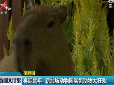 喜迎鼠年 新加坡动物园啮齿动物大狂欢