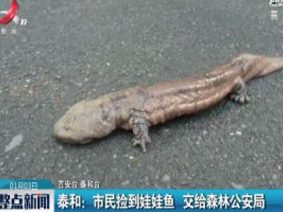 泰和：市民捡到娃娃鱼 交给森林公安局