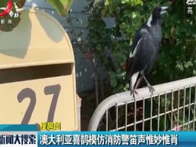澳大利亚喜鹊模仿消防警笛声惟妙惟肖