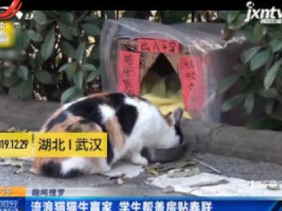 【趣闻搜罗】湖北武汉：流浪猫猫生赢家 学生帮盖房贴春联