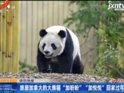 旅居加拿大的大熊猫“加盼盼”“加悦悦”回家过年