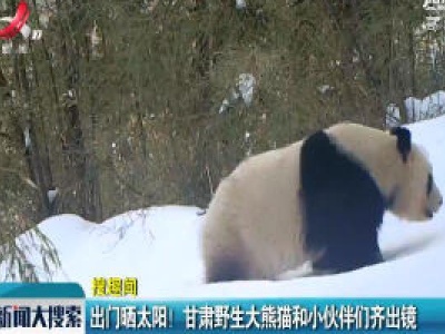 出门嗮太阳！甘肃野生大熊猫和小伙伴们齐出镜