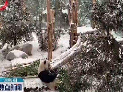 青海西宁：小寒下大雪 大熊猫玩开心了