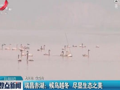 瑞昌赤湖：候鸟越冬 尽显生态之美