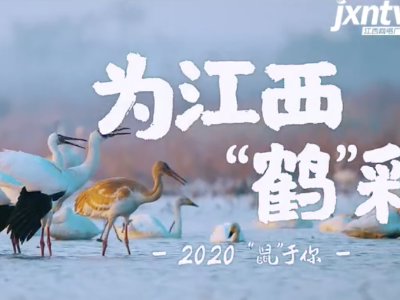 2020，鼠年“鹤”岁，为江西“鹤”彩！