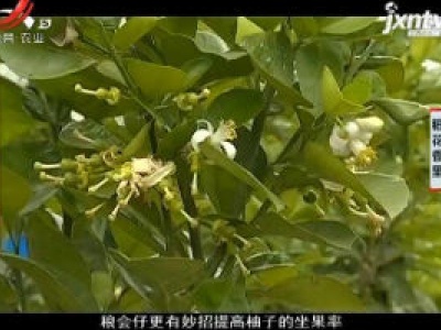 稻花香里20200110