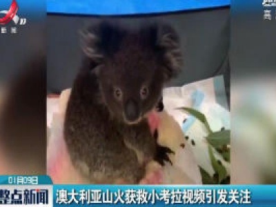 澳大利亚山火获救小考拉视频引发关注
