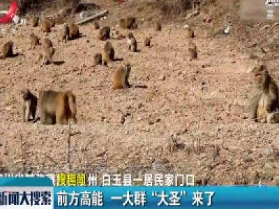 四川：前方高能 一大群“大圣”来了