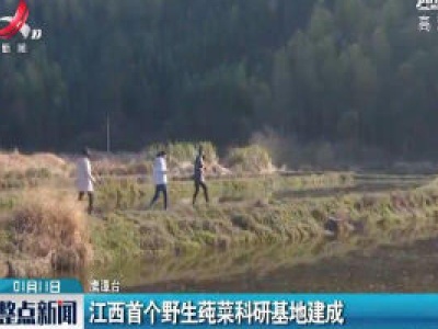 江西首个野生莼菜科研基地建成