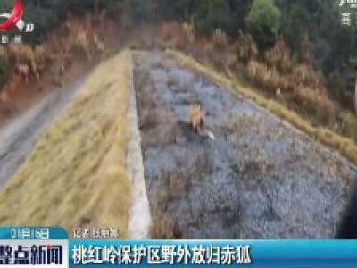 桃红岭保护区野外放归赤狐