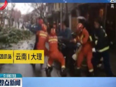大理古城遇狂风 500年情侣树被吹断