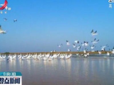 南昌五星白鹤保护小区：白鹤成幼比上升 出现双胞胎家庭