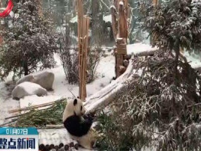 青海西宁：小寒下大雪 大熊猫玩开心了