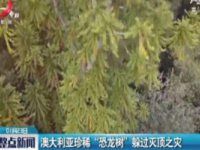 澳大利亚珍稀“恐龙树”躲过灭顶之灾