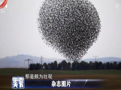 上万只椋鸟翱翔天空 搞怪造型千姿百态