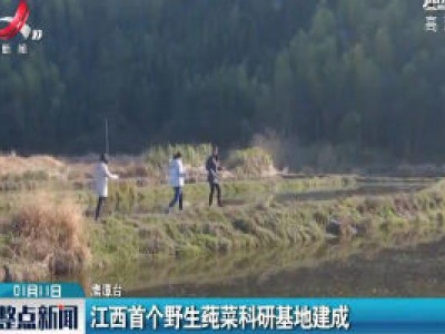江西首个野生莼菜科研基地建成