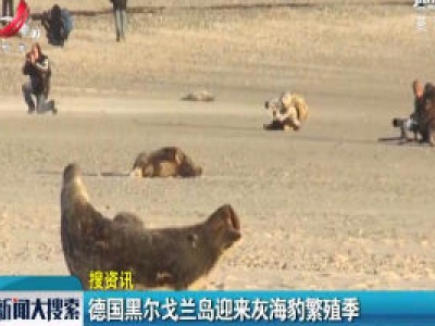 德国黑尔戈兰岛迎来灰海豹繁殖季