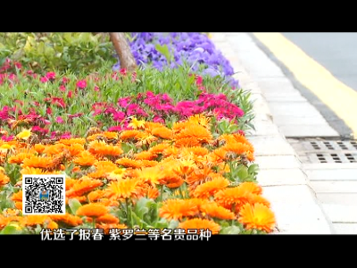 美丽江西在行动20200121 南昌：3000多万株特色花卉迎新年
