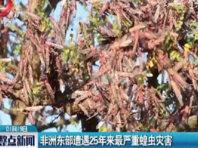 非洲东部遭遇25年来最严重蝗虫灾害