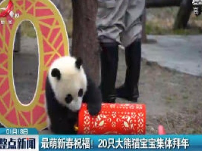 最萌新春祝福！20只大熊猫宝宝集体拜年