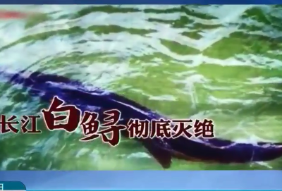长江白鲟灭绝 保护生态刻不容缓