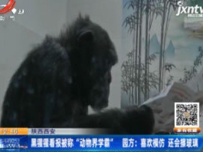 陕西西安：黑猩猩看报被称“动物界学霸” 园方称喜欢模仿 还会擦玻璃