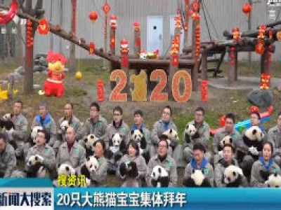 20只大熊猫宝宝集体拜年