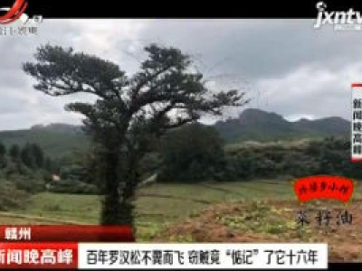 赣州：百年罗汉松不翼而飞 窃贼竟“惦记”了它十六年