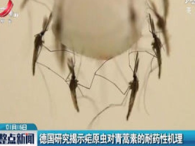 德国研究揭示疟原虫对青蒿素的耐药性机理