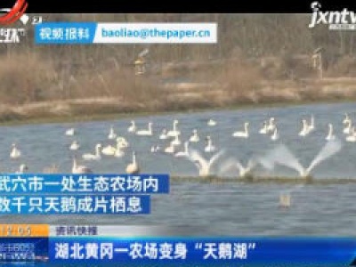 湖北黄冈一农场变身“天鹅湖”