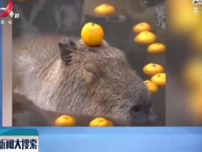 日本：呆萌！水豚泡温泉头顶橘子