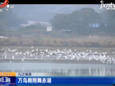 九江瑞昌：万鸟翱翔舞赤湖