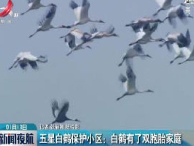 五星白鹤保护小区：白鹤有了双胞胎家庭