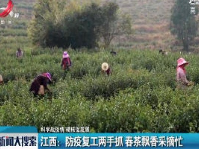 【科学防疫情 硬核促发展】江西：防疫复工两手抓 春茶飘香采摘忙