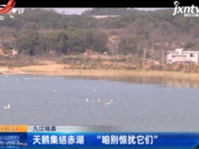 九江瑞昌：天鹅集结赤湖 “咱别惊扰它们”