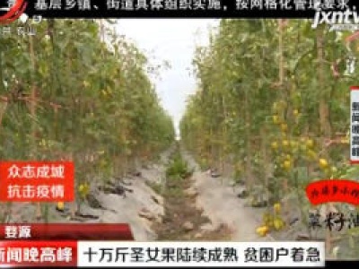 婺源：十万斤圣女果陆续成熟 贫困户着急