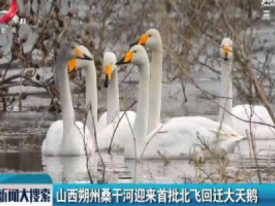 山西朔州桑干河迎来首批北飞回迁大天鹅